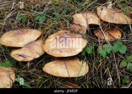 Rutschige Jack, suillus luteus Stockfoto