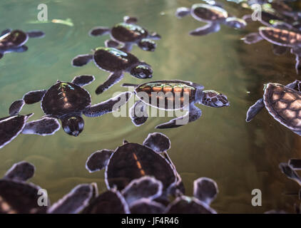 Cute Baby Schildkröten schwimmen im Wasser Stockfoto