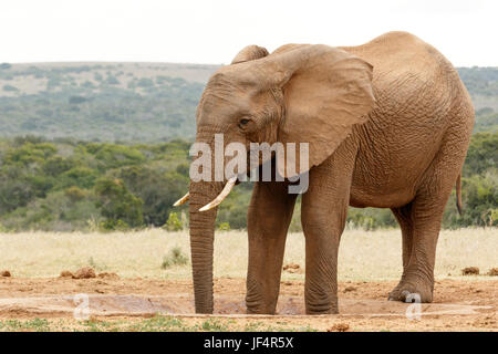 Zwei Beinen in das Wasserloch - Bush Elephant Stockfoto