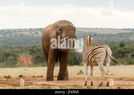 Bush Elephant Wasser zu den Zebra Stockfoto