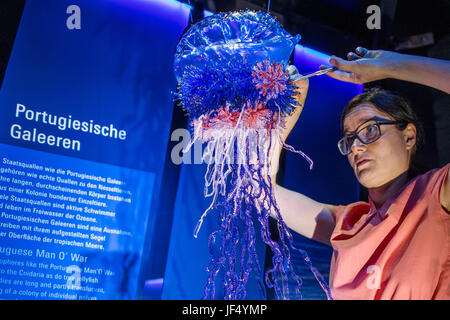 Künstlerin Susan Liebold Zusammenstellung der Farbglas Nachbau einer Siphonophora im Ozeanum in Stralsund, Deutschland, 28. Juni 2017. Das Replikat der ozeanischen Lebensform auch bekannt als der Portugiese o'war besteht aus insgesamt 700 Teile. Siphonophorae sind Kolonien von Hunderten von einzelnen Organismen, ursprünglich aus den tropischen Meeren und einige der giftigsten Organismen in den Ozean. Glas Siphonophora kann im Ozeanum, das naturwissenschaftliche Museum konzentrierte sich auf das Meer der deutschen Ozeanographischen Museum Stiftung bestaunt werden. Foto: Jens Büttner/Dpa-Zentralbild/dpa Stockfoto