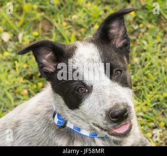 Entzückende Texas Heeler Welpen nach oben auf den Betrachter durch ein glückliches Gesicht Stockfoto