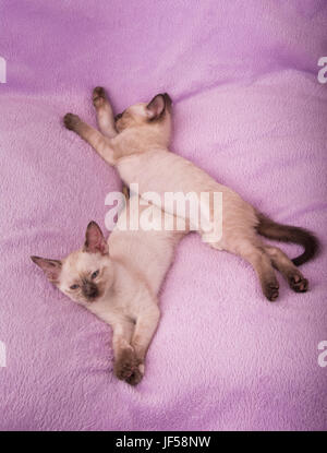 Zwei entzückende siamesische Kätzchen ruht auf einem weichen lila Bett - Draufsicht Stockfoto