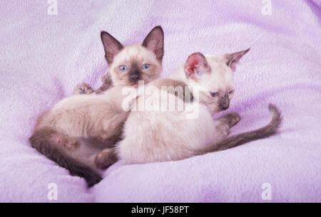 Zwei junge siamesische Kätzchen ruht auf eine lila Decke Stockfoto