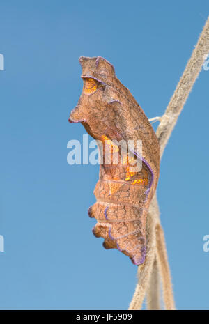 Schöne Puppe Pipevine Schwalbenschwanz Schmetterling, hängt an einer Pipevine gegen blauen Himmel Stockfoto