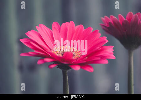 rote Gerbera Blume von einer Seite, Gerber Blumen Stockfoto