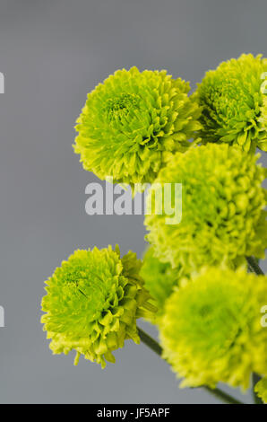 Grüne Chrysanthemen auf grauem Hintergrund, vertikale Stockfoto