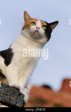 Ingwer, schwarzen und weißen Katze auf dem Dach, tricolor Stockfoto