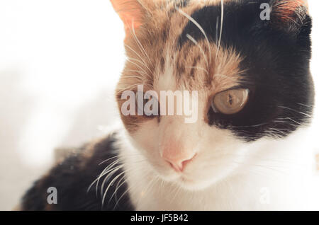 Ingwer, schwarze und weiße Katze mit der Sonne im Rücken, große Augen Stockfoto