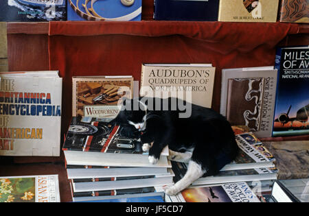 Katze schläft im Schaufenster der Buchhandlung entlang "AVE", in dem U Bezirk Seattle Washington State USA Stockfoto