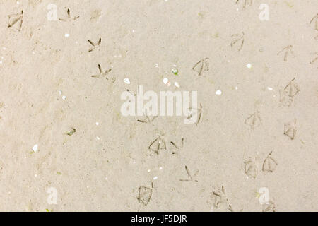 Strecken des Fußes Drucke des Gehens Seevögel mit Schwimmhäuten im Sand am Strand, Niederlande Stockfoto