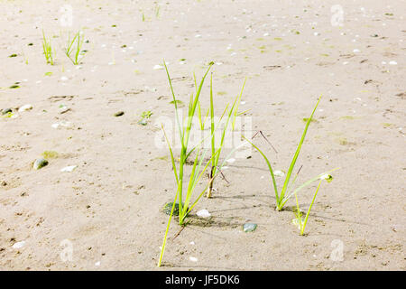 Jungpflanzen Dünengebieten Gras wächst im Sand des Strandes am Meer, Niederlande Stockfoto