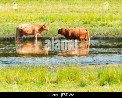 Schottische Hochlandrinder erfrischen Sie sich im Teich an heißen Sommertag im Naturschutzgebiet, Niederlande Stockfoto