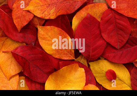 Herbstliches Laub auf dem Boden gestapelt hautnah entlang Lake Washington Seattle Washington State USA Stockfoto