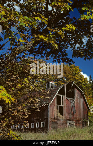 Alte Scheune, Wetter geschlagen, fallen, eingerahmt mit Herbstblättern an einem sonnigen blauen Himmel Falltag, Washington State Stockfoto