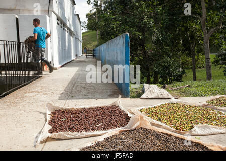 An einem Community-Mission außerhalb Havanna Kaffeebohnen in der Sonne trocknen. Stockfoto