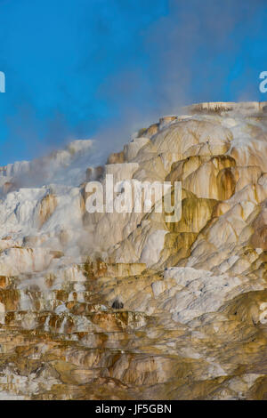 Mammoth Hot Springs, Yellowstone-Nationalpark, Wyoming USA von Bruce Montagne / Dembinsky Foto Associates Stockfoto