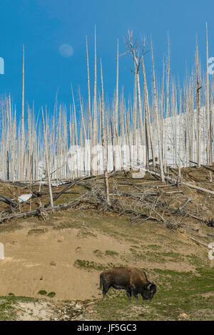 Bison und Mond, Yellowstone-Nationalpark, durch Bruce Montagne Stockfoto