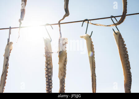 Octopus auf Seil Stockfoto