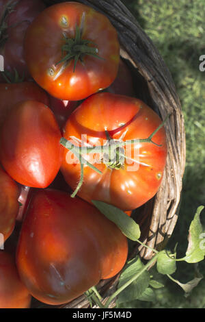 Tomaten in Holz- Warenkorb Stockfoto