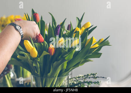 Frau Bunte Tulpen in einer Glasvase arrangieren. Tageslicht in Innenräumen mit kleinen Schärfentiefe erschossen Stockfoto