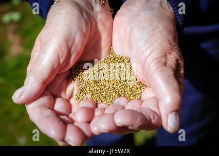 Niere Wicken Samen. Niere-Wicke ist eine natürlich wachsende Wilde Blume, die die Fütterung Stammwerk für den vom Aussterben bedrohten kleinen blauen Schmetterling ist. Schottland Stockfoto