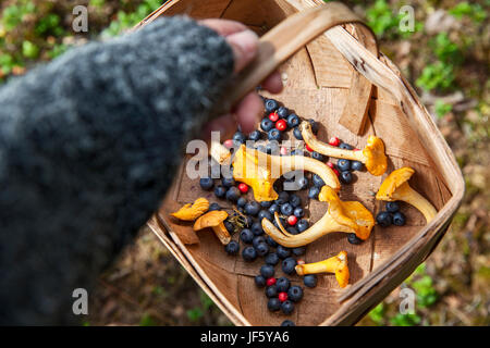 Kinderhand hält Korb mit Beeren und Pfifferlingen Stockfoto