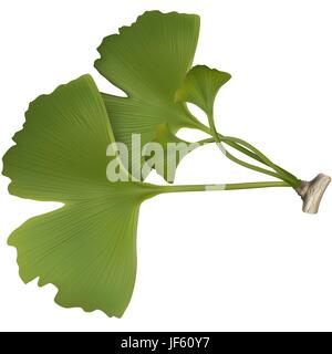 Blatt, Gesundheit, Makro, Nahaufnahme, Makro-Aufnahme, Ansicht, isoliert, Nahaufnahme Stock Vektor