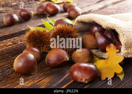 Frisch im Herbst Kastanien in Jute-Tasche auf Holztisch. Herbst-Hintergrund. Stockfoto