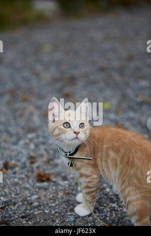 Ginger kitten Stockfoto