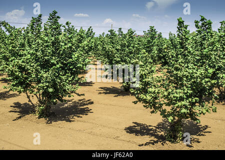 Hazel tree Plantation Stockfoto