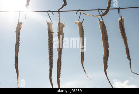 Octopus auf Seil Stockfoto