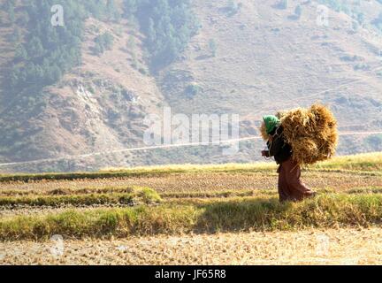 Frau, die Bündel von Reis Strohhalme zu Fuß in die Reisfelder in Bhutan Stockfoto