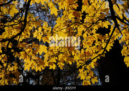 Acer negundo, Norwegen, Ahorn, Blätter im Herbst Stockfoto