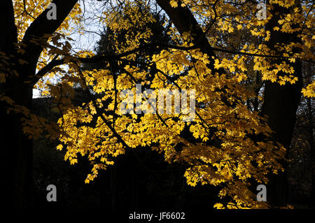 Acer negundo, Norwegen, Ahorn, Blätter im Herbst Stockfoto