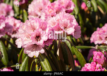 Rhododendron Aganniphum Blumen in voller Blüte im Frühjahr mit schönen dekorativen leuchtend rosa Blüten Stockfoto