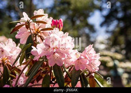 Rhododendron Aganniphum Blumen in voller Blüte im Frühjahr mit schönen dekorativen leuchtend rosa Blüten Stockfoto