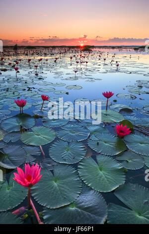 Das Meer von roten Lotus, See Nong Harn, Provinz Udon Thani, Thailand Stockfoto