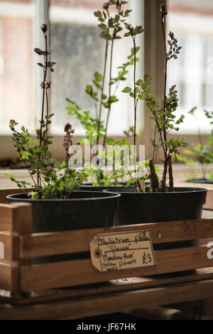 Schöne Vintage englische Landschaft Garten Potting Shed Innenraum detail Stockfoto