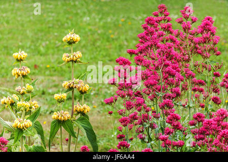 Roter Baldrian Centranthus Ruber 'Coccineus' und Phlomis Russeliana im Sommergarten Stockfoto