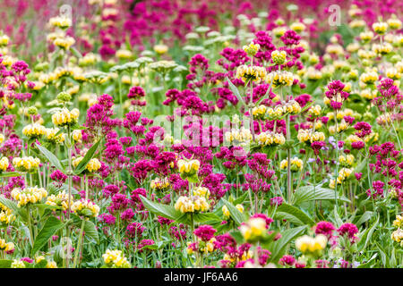 Roter Baldrian Centranthus ruber 'coccineus' und Phlomis russeliana im Sommer naturalistischen Garten Stockfoto