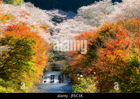 Nagoya, Obara Sakura im Herbst Stockfoto