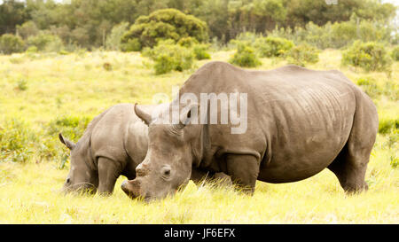 Mama und Baby Rhino Beweidung im Feld Stockfoto