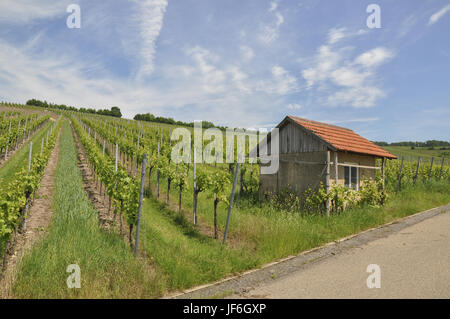 Weinberge in Michelbach, Deutschland Stockfoto