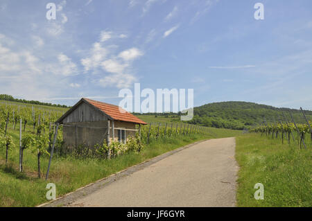 Weinberge in Michelbach, Deutschland Stockfoto