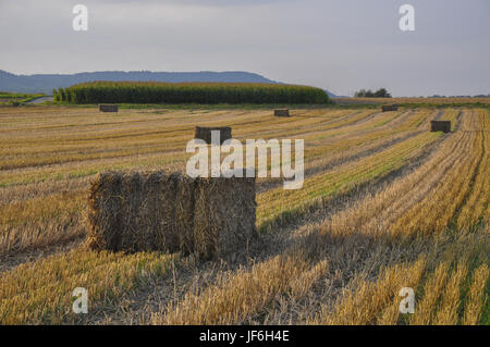 Hay in der Nähe Raibach, Deutschland Stockfoto