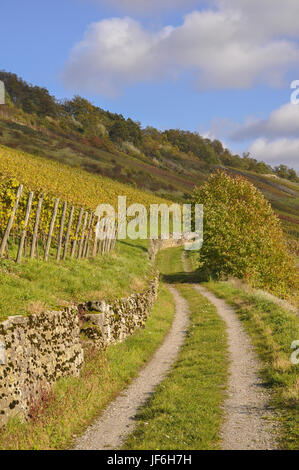 Weinberge in Ingelfingen, Deutschland Stockfoto