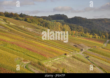 Weinberge in Ingelfingen, Deutschland Stockfoto