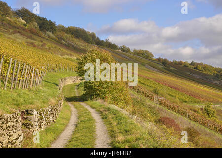 Weinberge in Ingelfingen, Deutschland Stockfoto