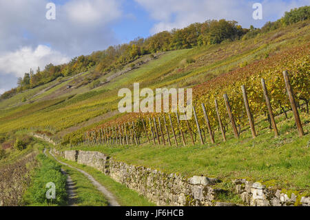 Weinberge in Ingelfingen, Deutschland Stockfoto